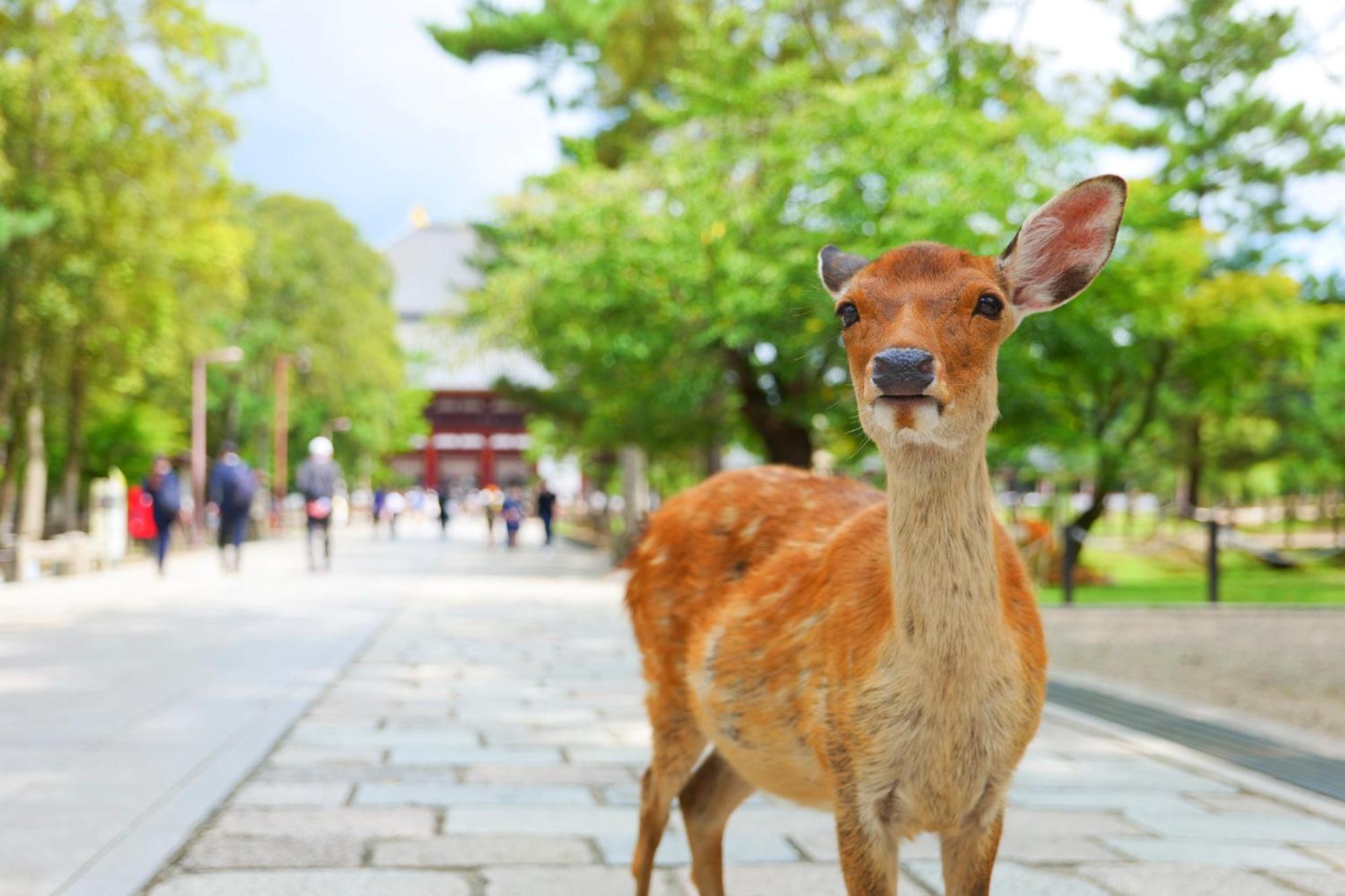 Sekai Hotel Deep Osaka Experience Yao Dış mekan fotoğraf